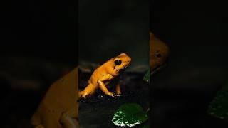 Golden Poison Dart Frog: The Tiny, Lethal Marvel of Colombia's Rainforest #Wildlife #ToxicBeauty