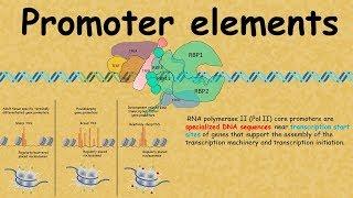 promoter elements : Regulation of gene expression