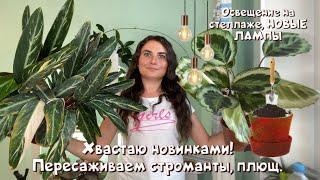 Показываю новинки растений! Освещение, новые лампы на стеллаже. Пересадка стромант. Рецепт грунта.