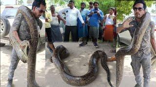 India ka Sabse Bada सांप | Murli wale Hosla | Snake Rescue | Bapi da  79068 64509