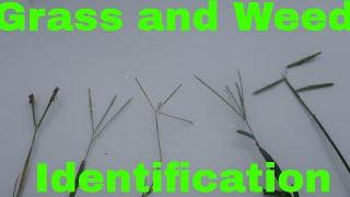 Grass and Weed Identification by Seed head