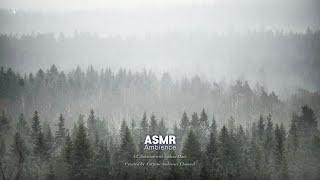 천둥치는 숲 ASMR
