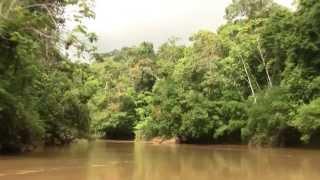 River; Rainforest; Amazonia. Река, Экваториальный лес, Амазония (1805sp)