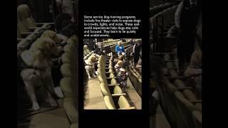 Service Dog Getting Training in The Theater