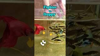 Can we keep fighter fish with Guppy fish  #Betta #guppies #guppyfish #fishtank #shorts #trending