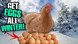 Do THIS To Get MORE EGGS This WINTER! | Winter Chicken Care!