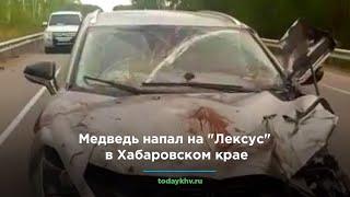 Медведь напал на "Лексус" в Хабаровском крае