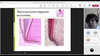 Лекция по гистологии. Развитие зуба, формирование корня, периодонта, механизмы прорезывания зубов