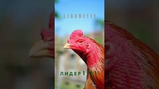 O SHAMO #shamo #chicken #rooster #dakan #шамо #дакан #ошамо #oshamo #aseelmurga #shamoeropa #shampoo