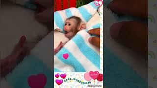 🫶#cute_monkey2024 #monkey #adorably #babymonkey #cute #monkeyvideo #animals #cute_monkey