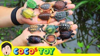 I hatched suspicious eggs (Various turtles)｜Animals name, Kidstoon｜CoCosToy