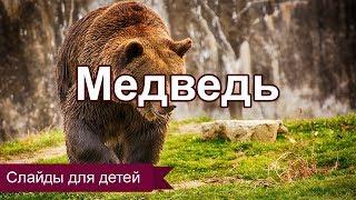 Медведь. Слайды для детей. МСЦ ЕХБ