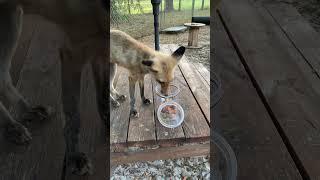Foxes pick a treat! #foxes #foxfun #foxesofig #fox #foxtalesflorida #fox #redfox #ourfloridafoxlife
