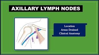 Axillary lymph nodes Anatony [Lymph nodes |