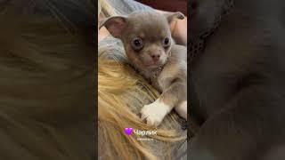 Лиловый щенок чихуахуа #купитьщенка #chihuahua #чихуахуа #щенкичихуахуа