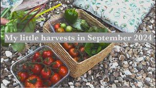 My Garden Diary | Welcoming September | Harvesting tomatoes and other edibles grown in pots