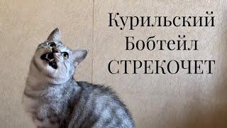 Курильский Бобтейл СТРЕКОЧЕТ