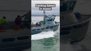 Alaska Wild Salmon | Gillnetting Bristol Bay Sockeye! #fishing #boat