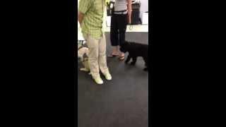 Black Russian Terrier Koba's first puppy socialization class - 1