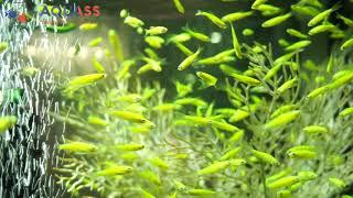 Aquass - Данио глофиш зеленый (Danio glofish electric green)