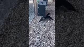 Crow it back #dumb #funny #shorts