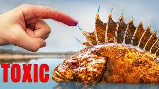 STUNG by Toxic STONEFISH and Other Venomous Creatures!