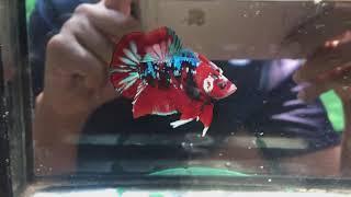 Top Grade Red Galaxy Betta Fish