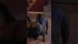 French bulldog eating popsicle