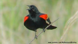 Red Winged Blackbird Song and Territorial Display