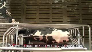 Lely Astronaut A4 Преимущество для коровы