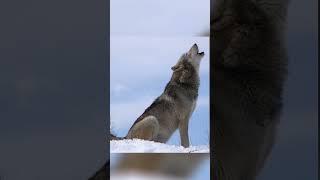 Wolf in Snow