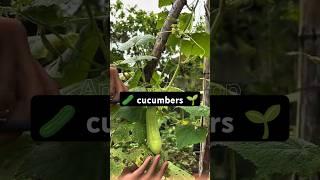  Harvesting cucumbers in the garden | satisfying #harvesting