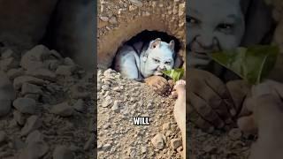 Animals That Look Cute But Can Kill You ️ #scary #animals #shorts