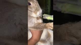 Eating#cute #bunny #lovely #licking#bunny #eating#happy #fun#friendly