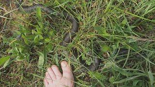 Encounter with big grass snake / Begegnung mit grosser Ringelnatter