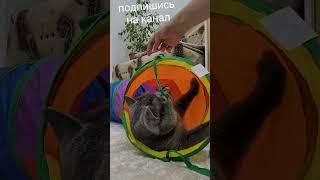 Ленивые игры Машки  #АдияиЖания #shorts #cat #animals #кот