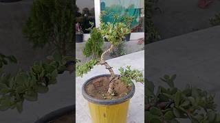 #jadeplant #jadebonsai #crassulaovata #crassula #bonsai #making #video