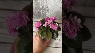 Н-Ожидание #фиалки #flowers #сенполии #сортовыефиалки #фиалка