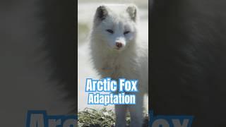 Arctic fox and it's amazing adaptation.