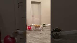 5224