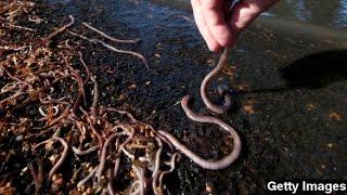 How Mutant Worms Could Help Alcoholics