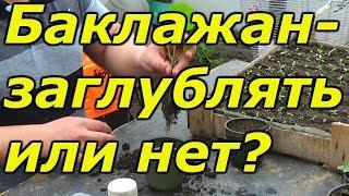 Рассада баклажан- заглублять или нет ?