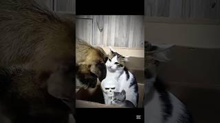 Mother cat protection ️