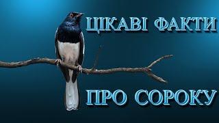 Цікаві факти про сороку #птах #цікавіфакти #сорока #пернаті #розум #інтелект