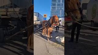 shortshorse cart video| horse carriage in Finland #saimaumair #trendingshorts #viralshort #fyp #yt