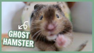 What is a Ghost Hamster?