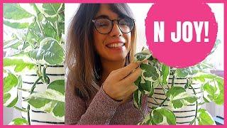 N joy pothos care - Epipremnum aureum