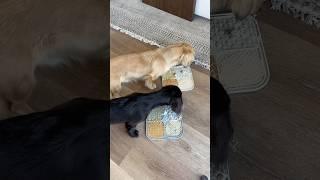 *SATISFYING* PUPPY LICK MAT! #asmr #dog #dogs #puppies #puppy #dogmom #dogtreats