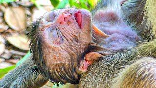Awesomely for a young mother monkey Ada nursing her baby until she falls asleep.