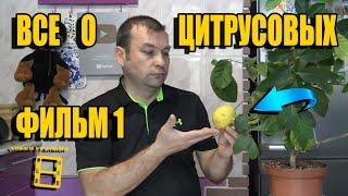 ВСЕ О ВЫРАЩИВАНИИ ЛИМОНА, МАНДАРИНА В ДОМАШНИХ УСЛОВИЯХ ФИЛЬМ 1. КАРАНТИН. ХЛОРОЗ. ЛИСТОПАД. МУЛЬЧА